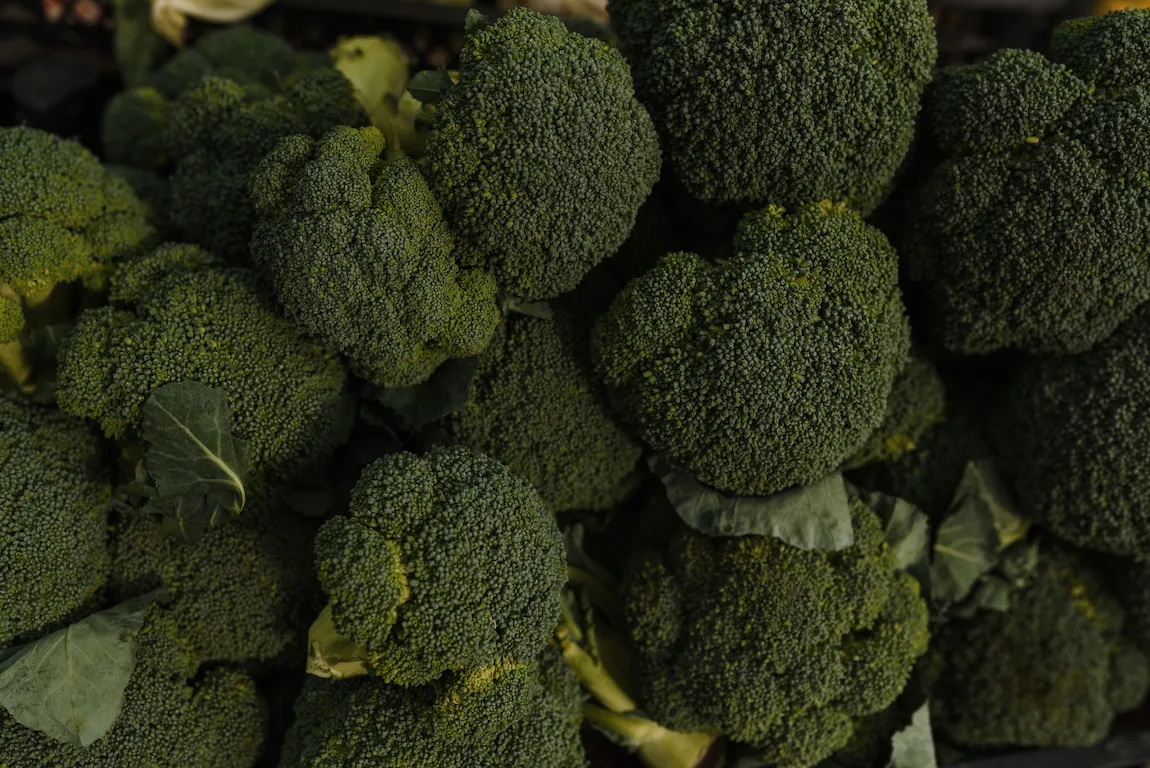 Brócolis frescos usados em receitas saudáveis e nutritivas.